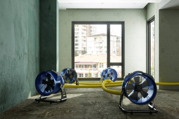 Best Mold removal after water damage  in Socorro, TX
